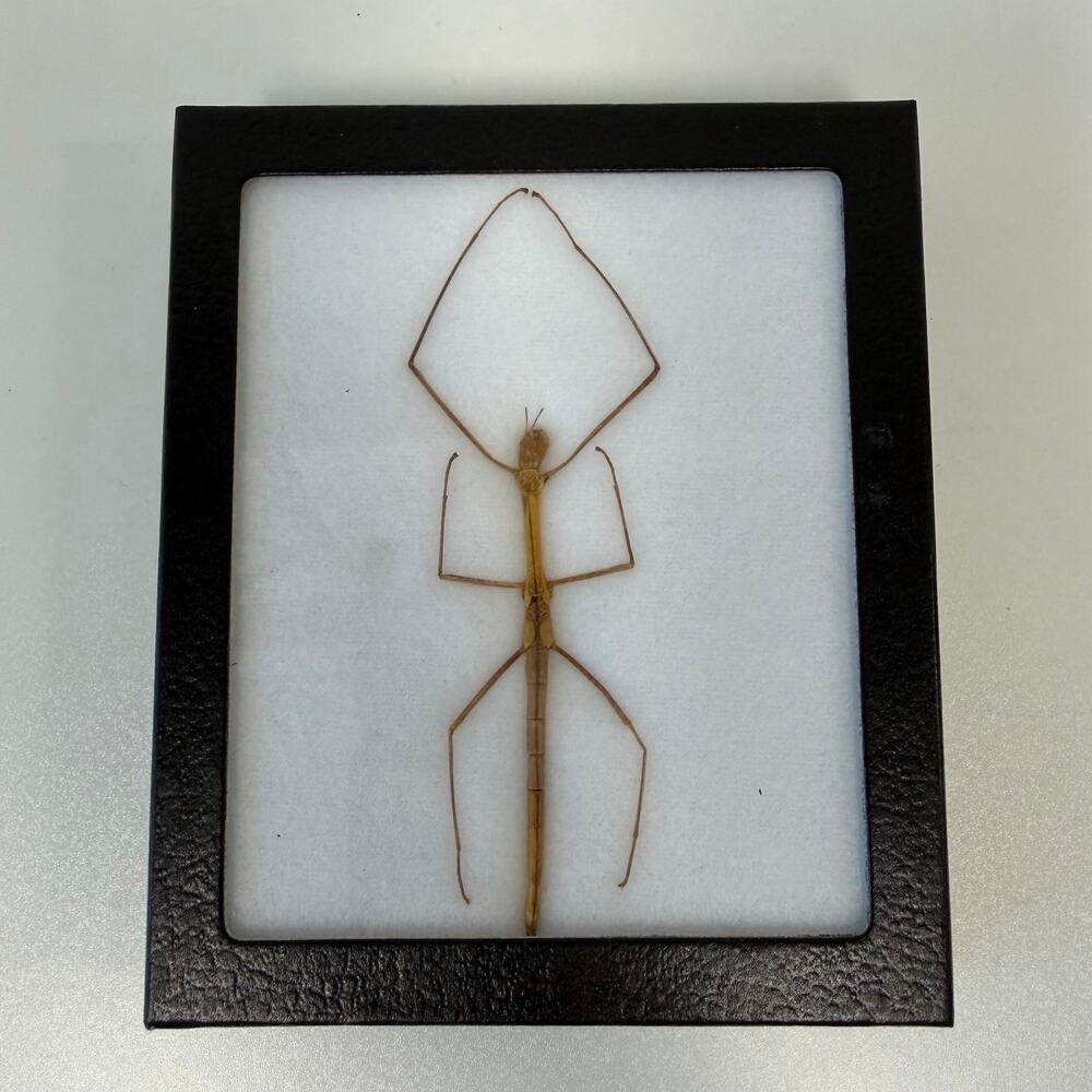Framed Preserved Walking Stick Insect Shadow Box Made in America 6.25"x5.25"